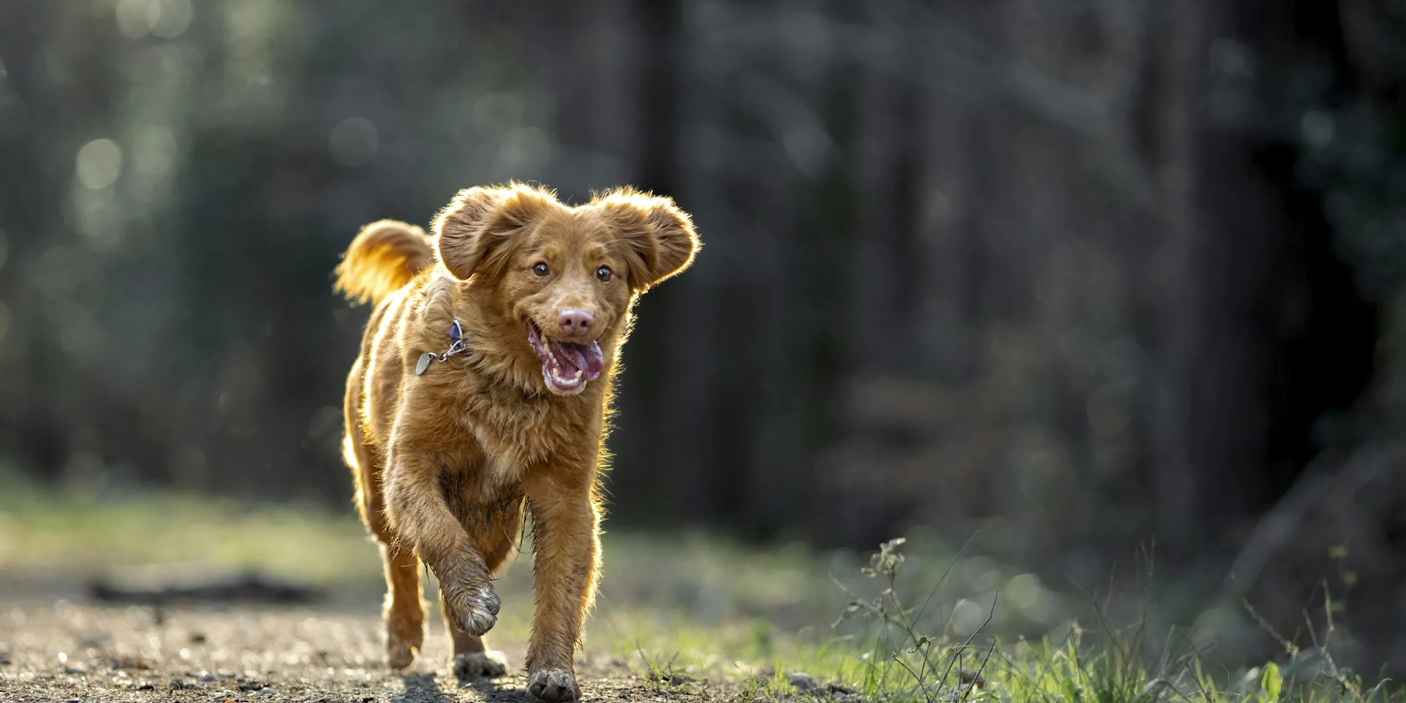 Active dog and owner on a scenic outdoor walk with leash and harness