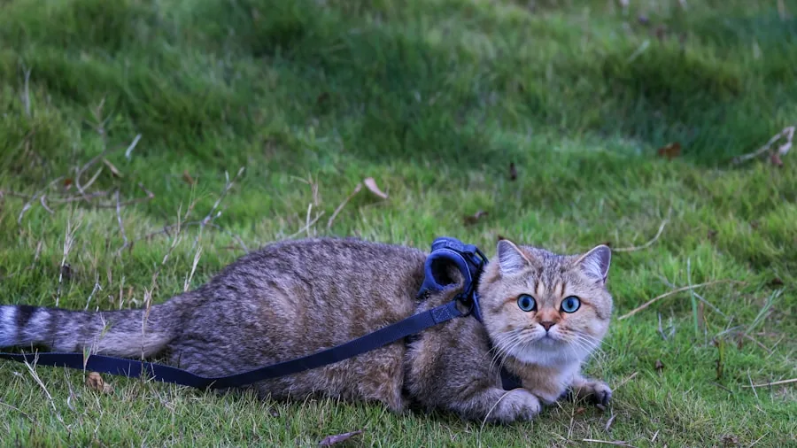 Catster Photo Contest Winners Announced: What Cat Owners Should Know About August Contests 2 adventure cat outdoor harness walking