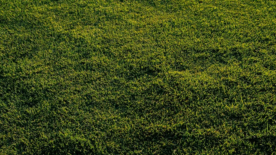aeration plugs on lawn