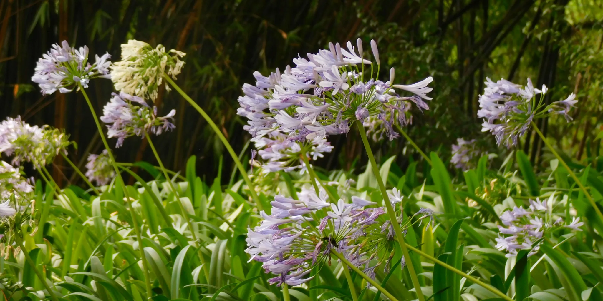 7 Agapanthus Care Tips for Hot August Weather