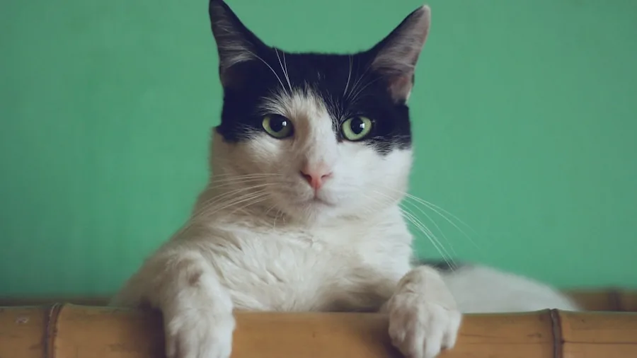 Cat Brain Aging Study Reveals What Senior Cat Behaviors Really Mean for Pet Owners 3 aging cat behavioral changes