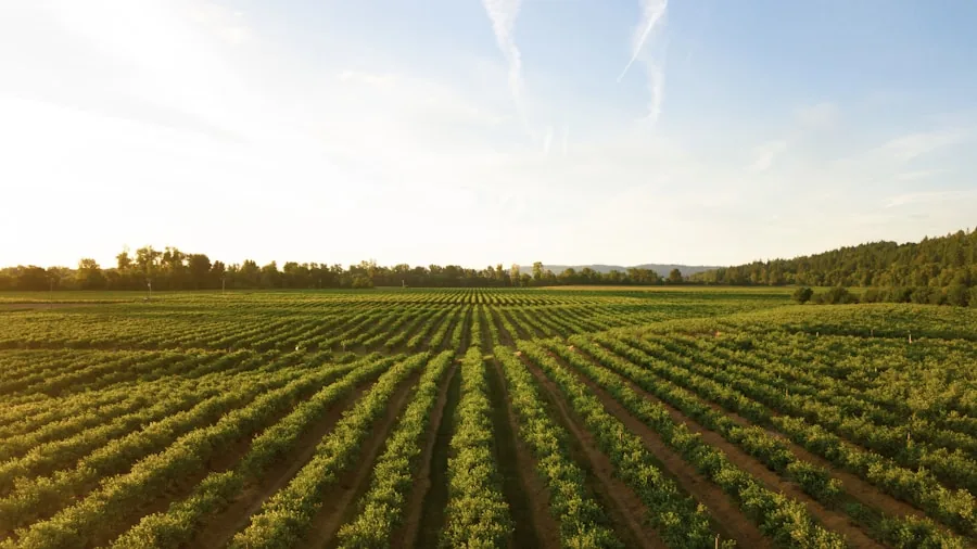 Florida Coffee Growing Gets First Major Field Test: What Buyers Should Know 3 agricultural research field test