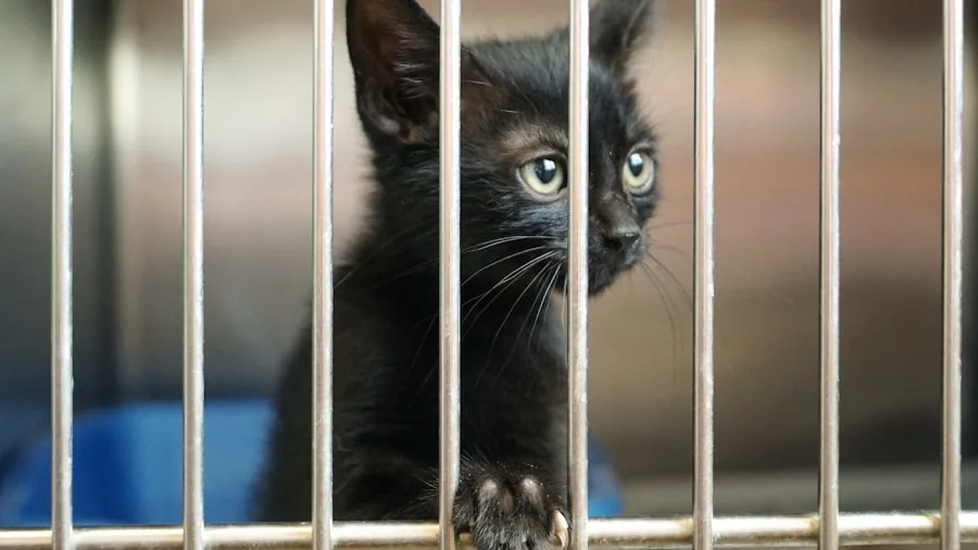 Orphan Kitten Crisis Sparks National Movement: What Shelter Reform Means for Adopters 3 animal shelter staff kitten training