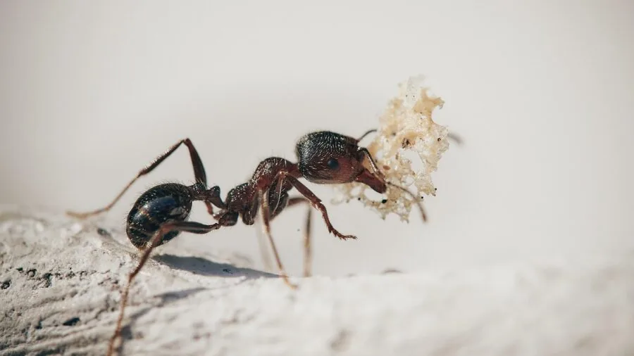 Ant Problems on Your Hummingbird Feeder: What Buyers Should Know 2 ant moat water barrier