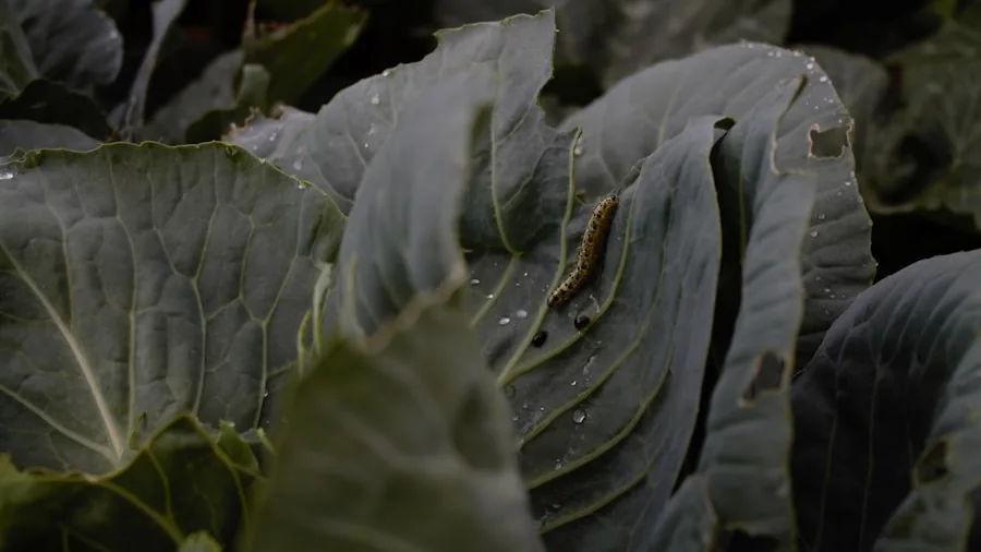 aphids cabbage moths pest damage