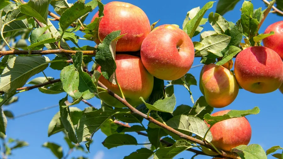 Celebrity Apple Tree Harvest Sparks Interest in Fruit Garden Growing 2 apple tree full of fruit ripe