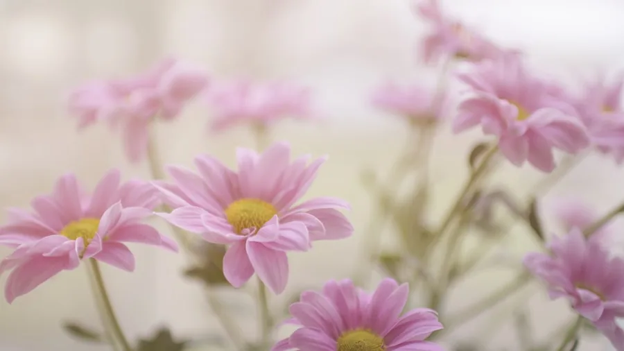 Sedum and Aster Plant Pairing: What Fall Gardeners Should Know 3 aster daisy flowers purple pink