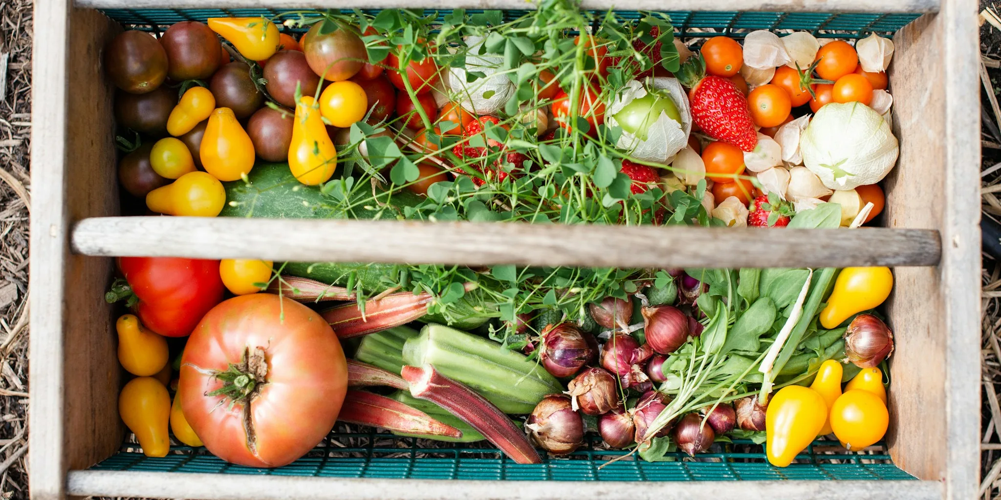 Six Vegetables You Can Plant in August for a Fall Harvest