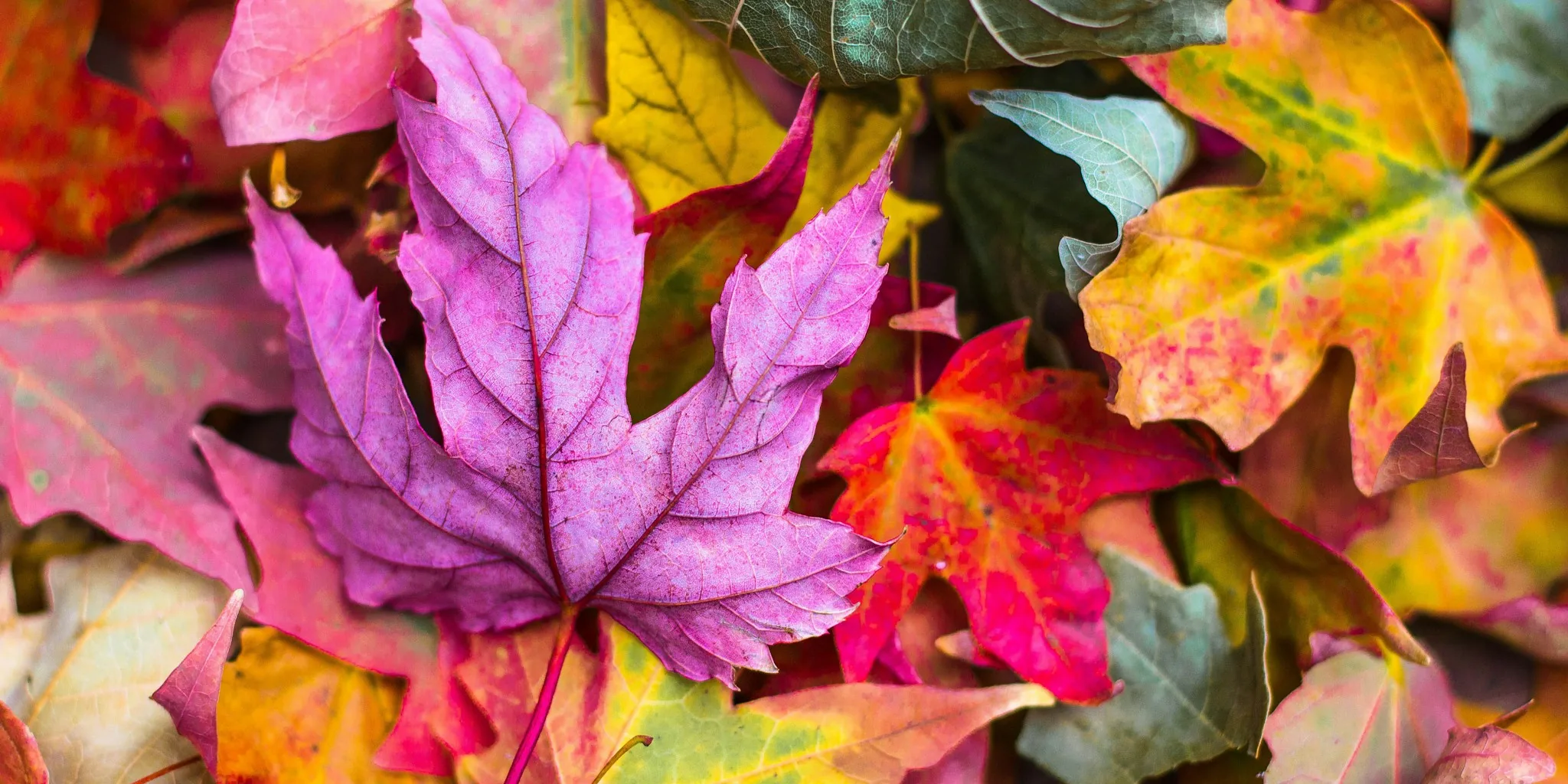 2026 Fall Foliage Forecast for Your Garden