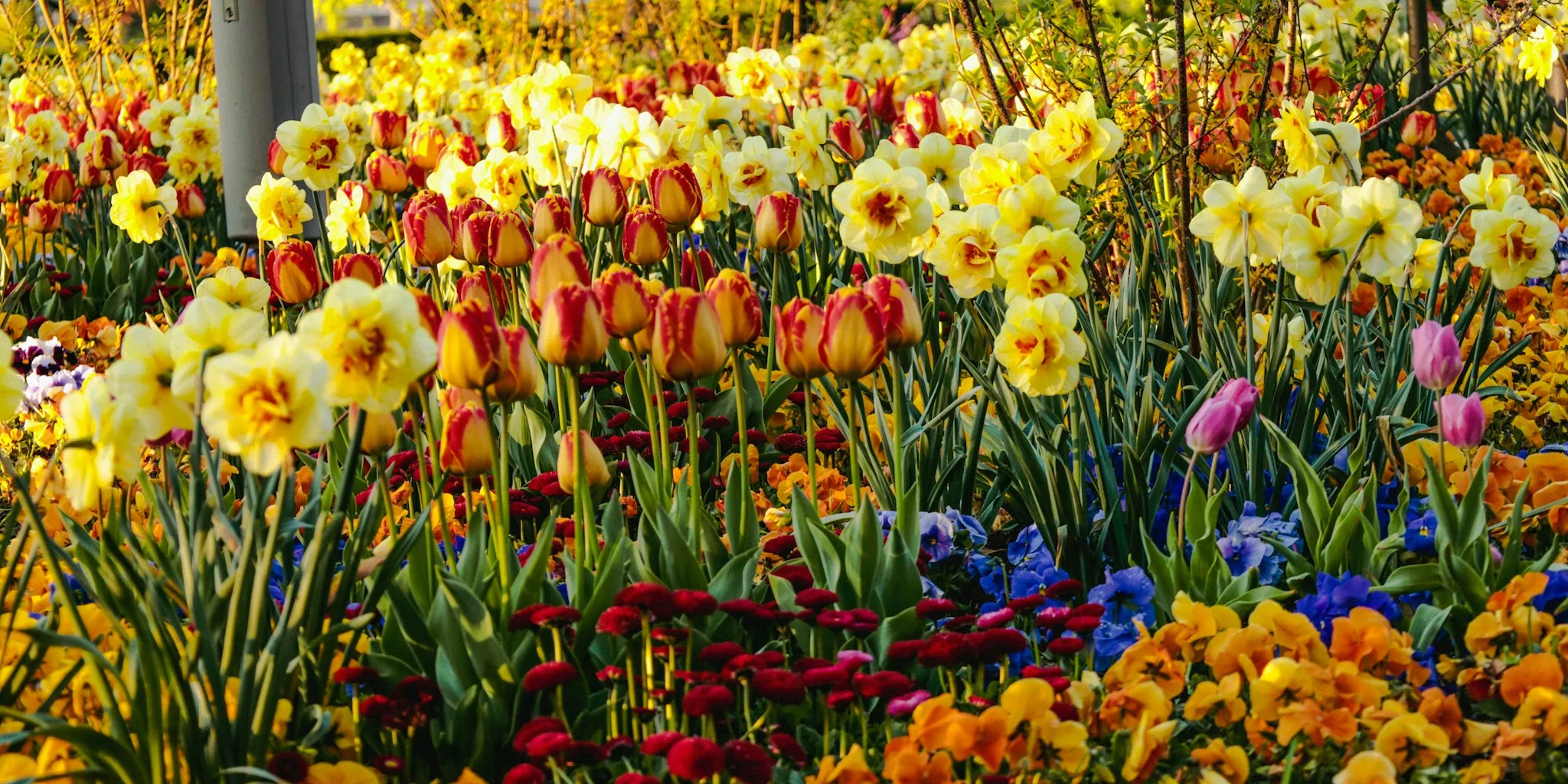Plant These 6 Bulbs in September for Fast Fall Color