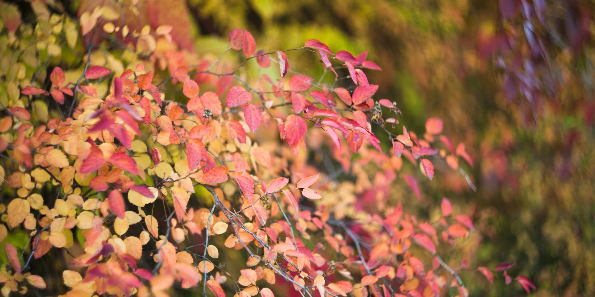 October Pruning Mistakes: Five Plants You Should Never Cut Back This Month