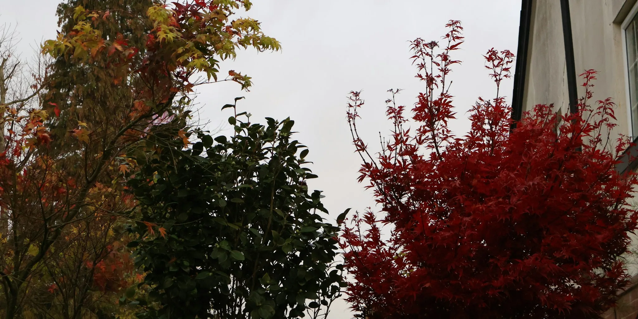 Fall Rain Isn't Enough for New Trees
