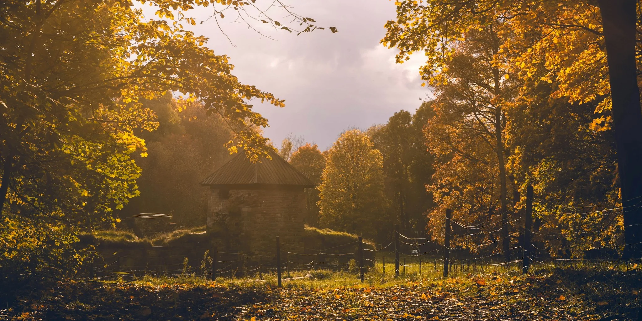 Fall Snake Deterrent Strategies What Buyers Should Know