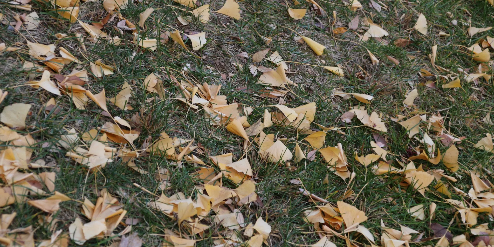 Why You Should Stop Raking All Your Fall Leaves