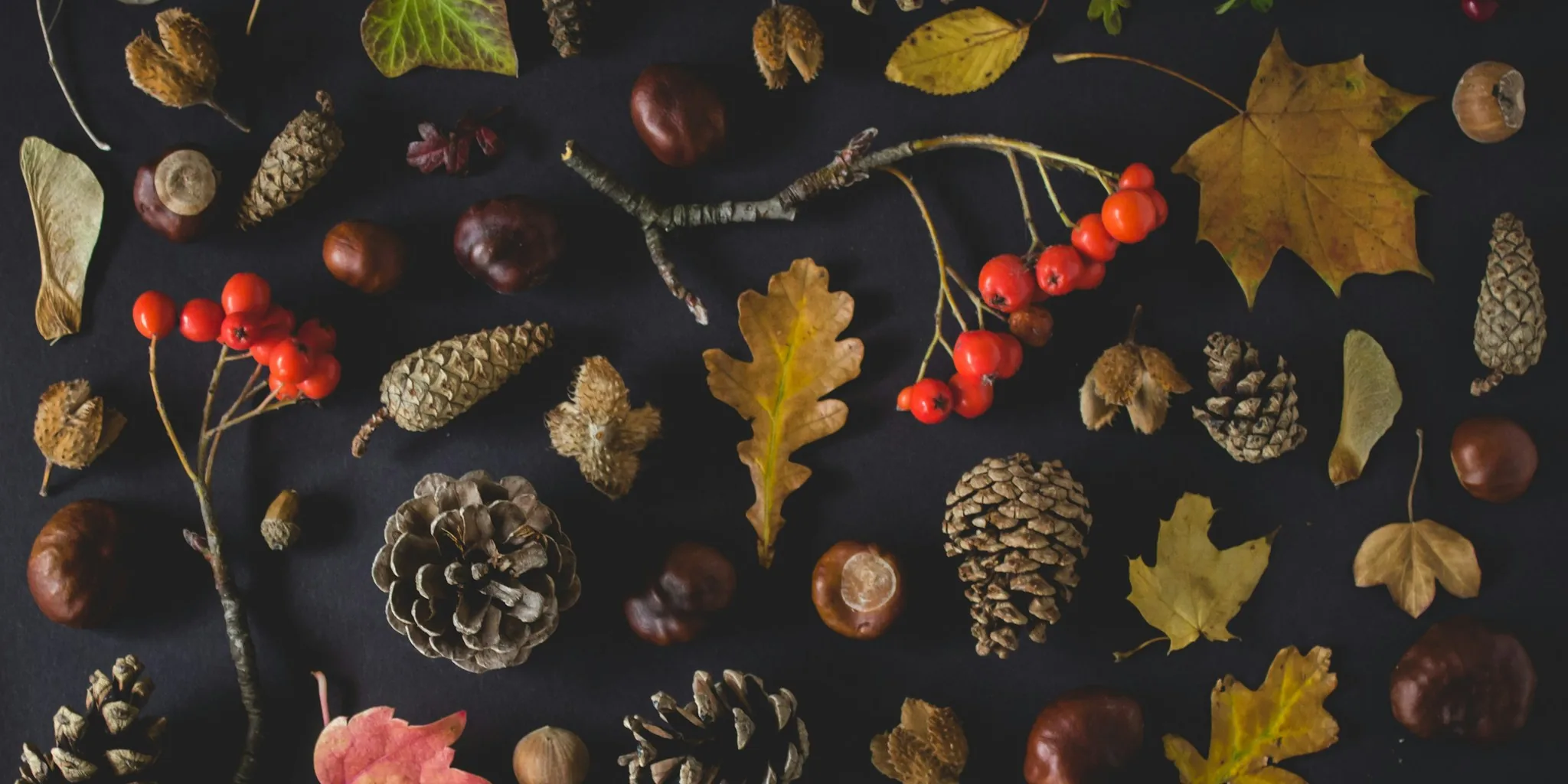 Six Smart Uses for Fall Acorns and Pinecones