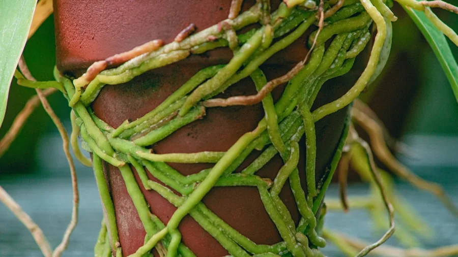 July Spider Plant Care: 6 Essential Tasks for Summer Growth 3 baby spiderette with roots pot