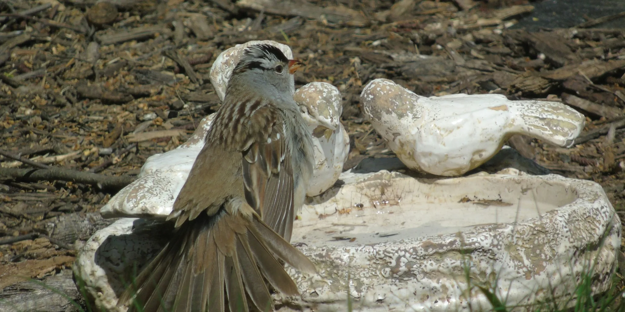 Help Birds Beat the Heat with This Kitchen Staple