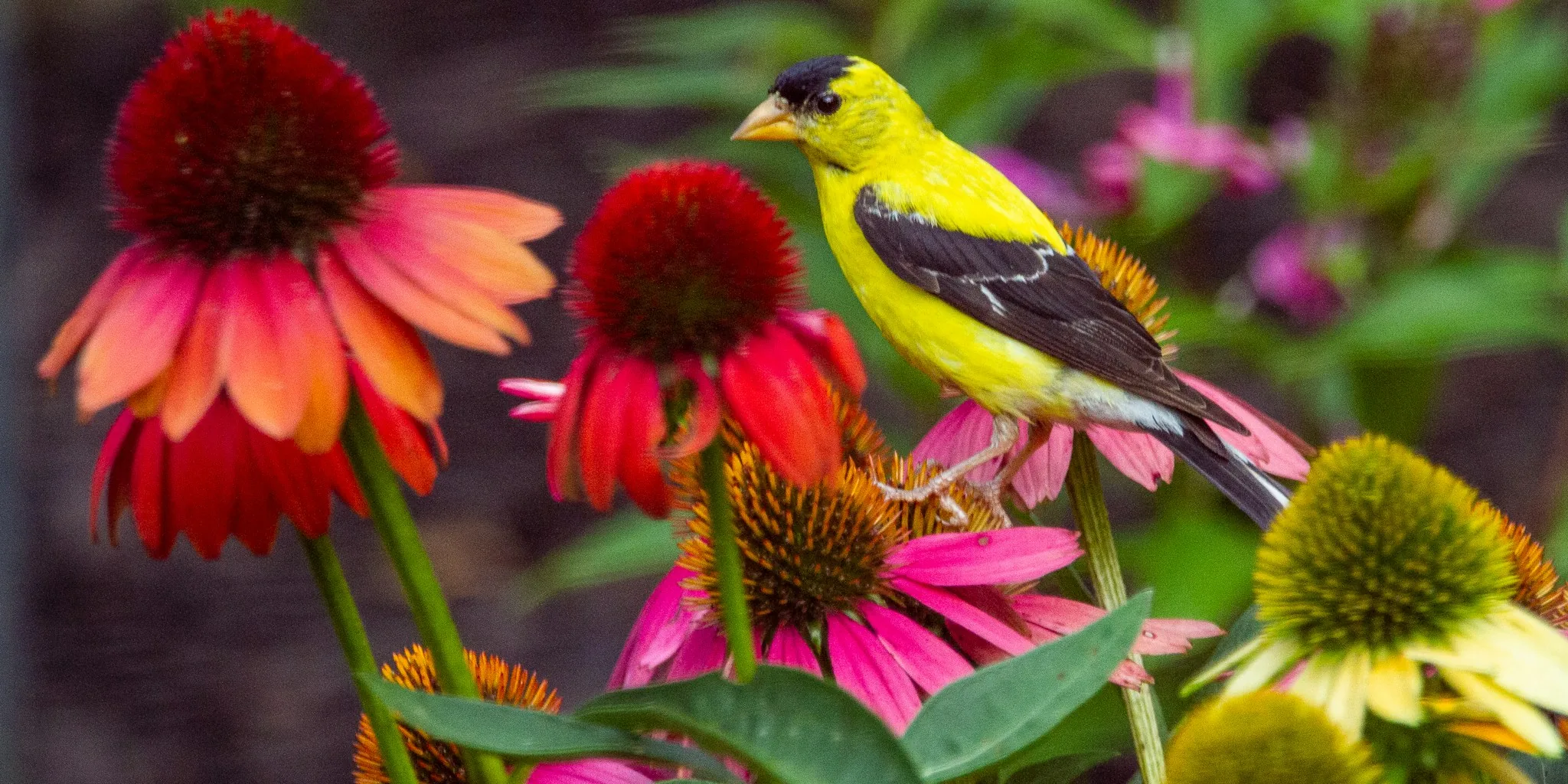 Seven Bird Friendly Plants to Add to Your Garden This Fall