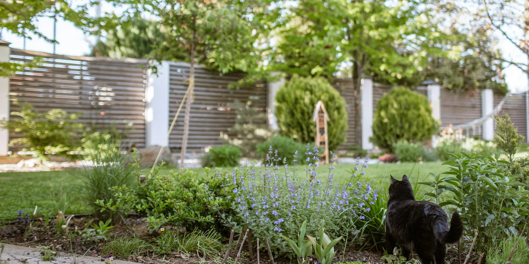 Plant Privacy Fast: Best Late Summer Choices