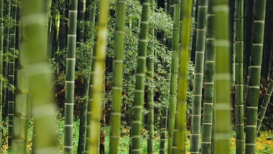 Five Flammable Plants to Remove from Your Yard and Safe Alternatives for Wildfire Zones 3 bamboo dense vegetation screening
