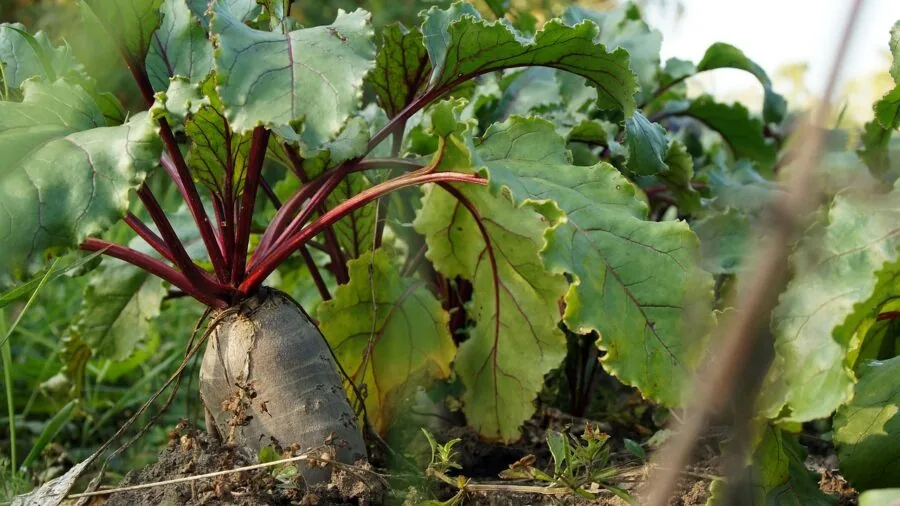 Fall Plant Sales: What Savvy Shoppers Should Know About End of Season Bargains 2 bareroot plants soil ground