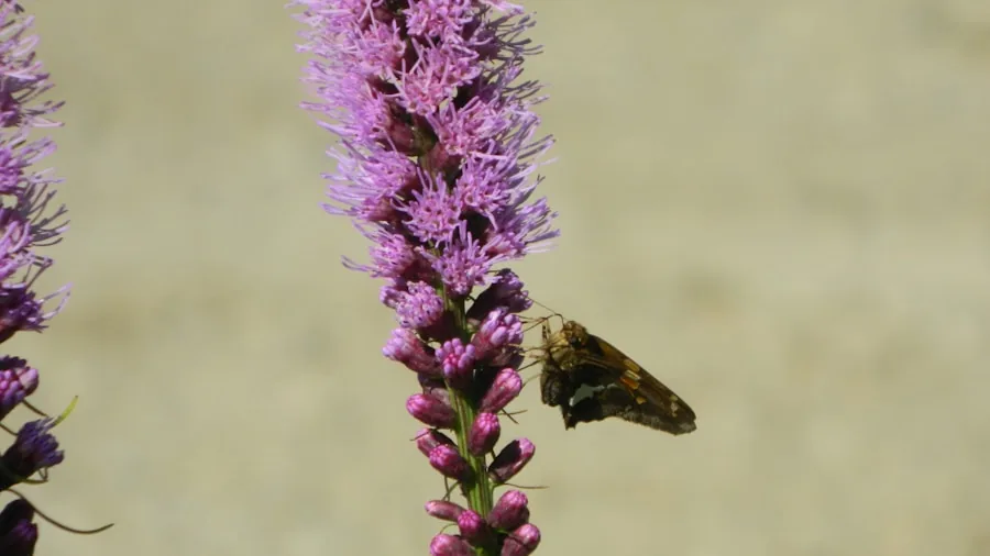 How to Make Your Garden a Wildlife Refuge During Heat Waves: What Shoppers Need to Know 2 bee butterfly drinking water pebbles