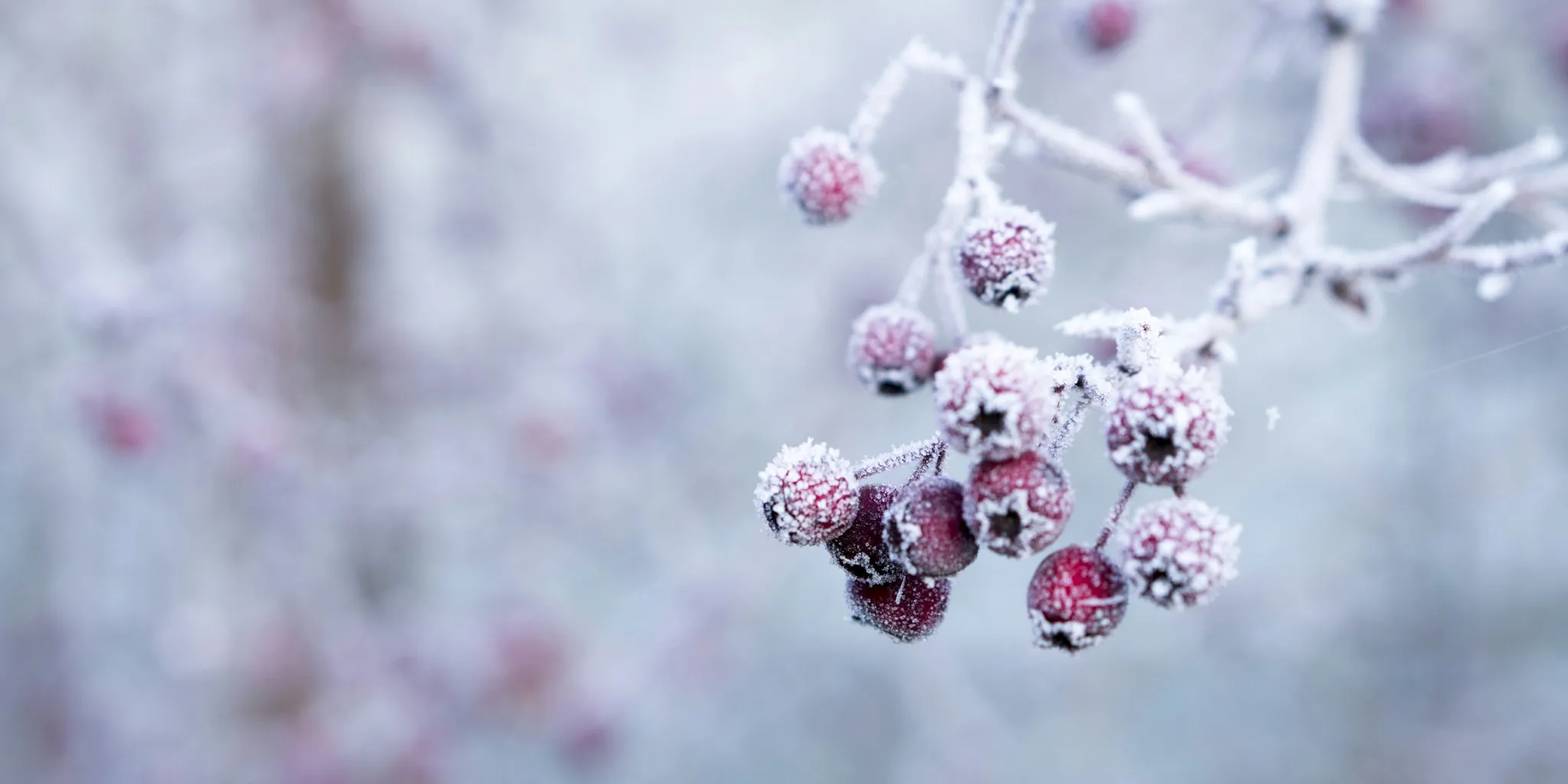 6 Berry Shrubs That Feed Winter Birds and Add Garden Color