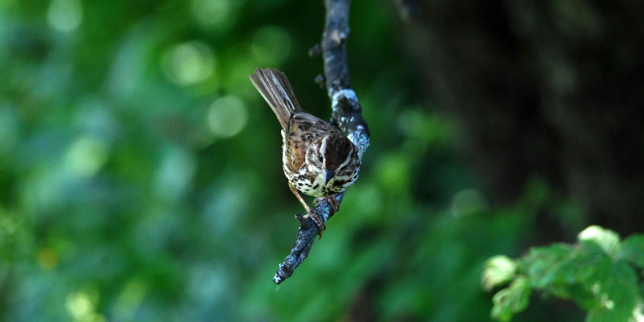 Waiting Branches Transform Your Bird Bath