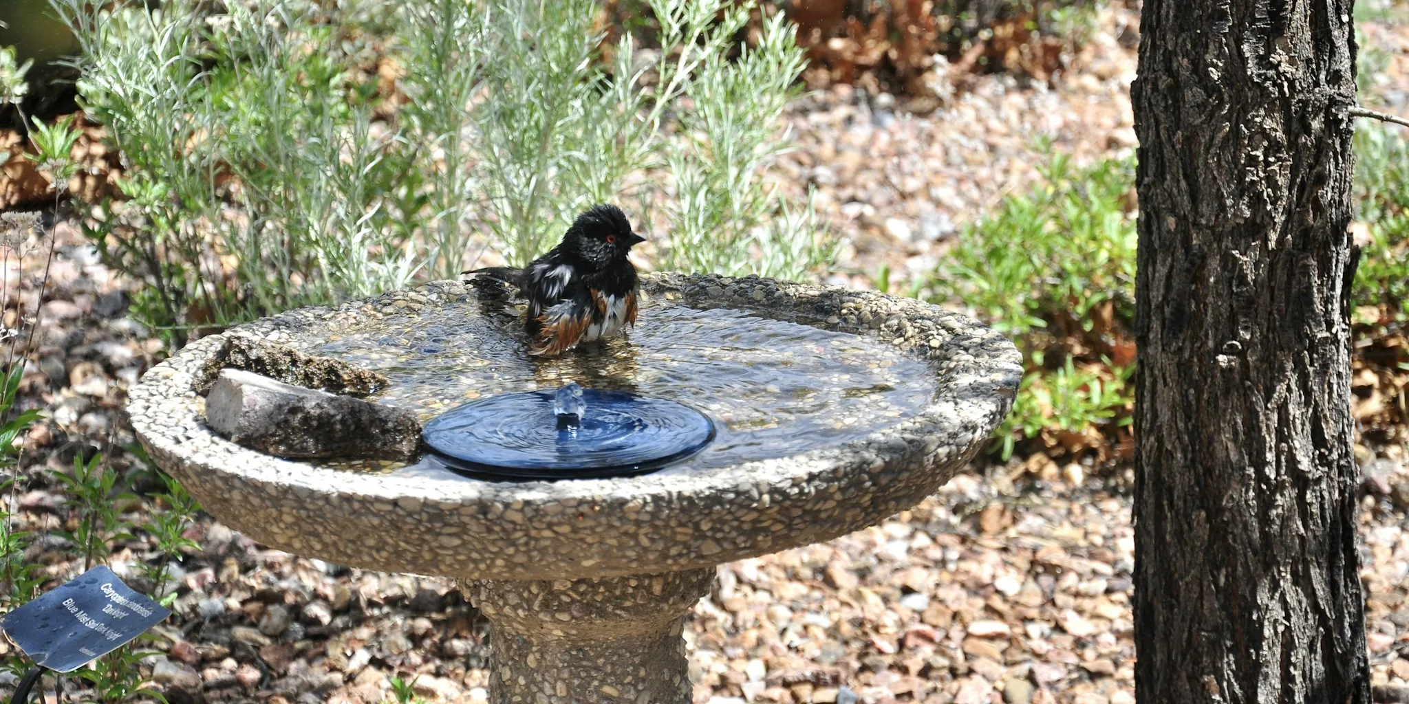 Turn Your Garden into a Wildlife Heat Wave Refuge