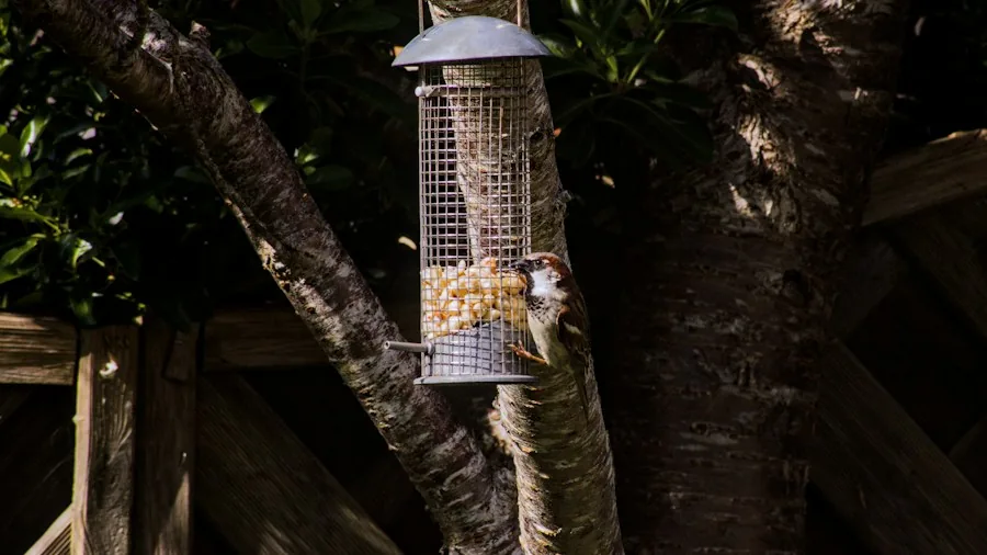 Free Fall Garden Treasure: Six Practical Uses for Acorns and Pinecones Shoppers Should Know 3 bird feeder pinecones suet