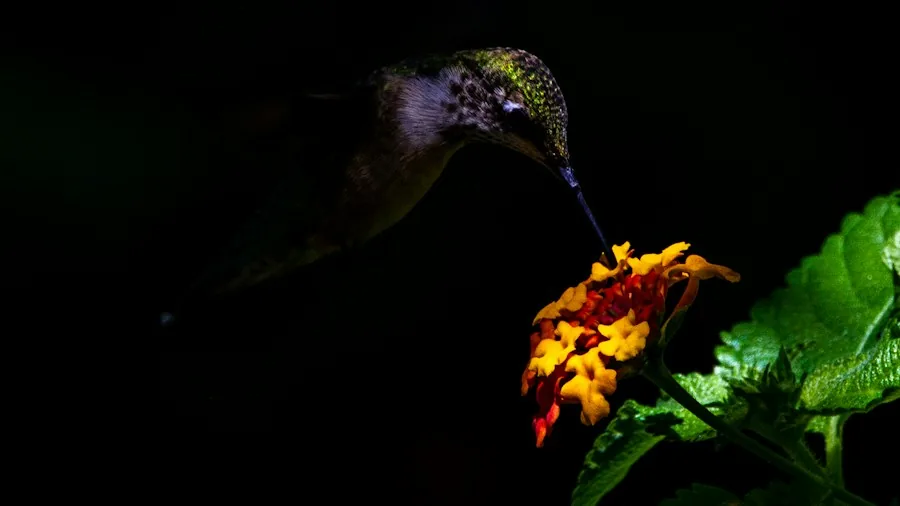 bird feeding on garden plants