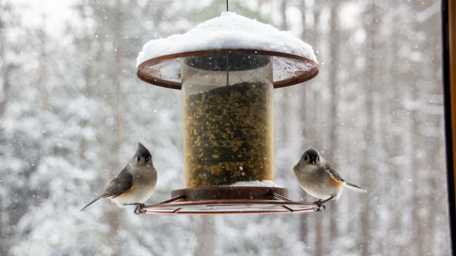 Heat Wave Bird Care: Why Frozen Peas Are a Game Changer for Your Garden Visitors 2 birds eating from ground feeder