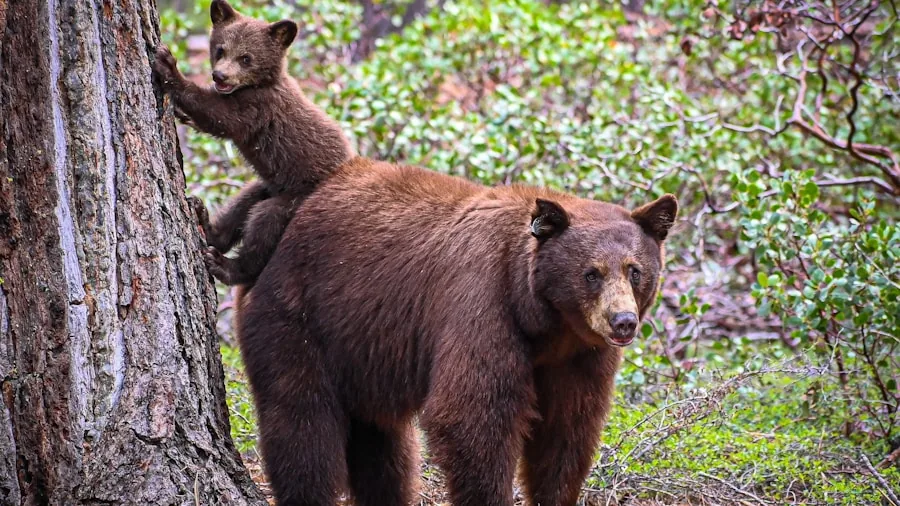 Black Bear Attack on Wyoming Trail: What Hikers Need to Know 2 black bear mother cubs wildlife