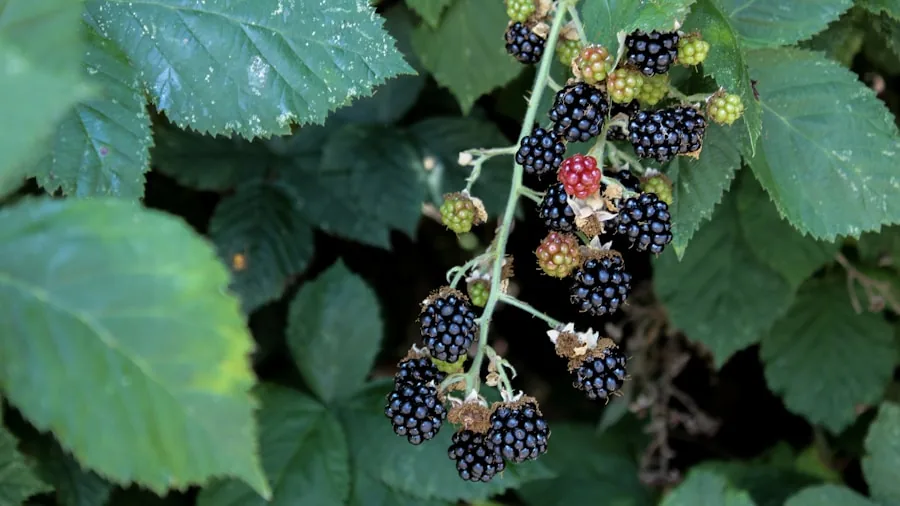 September Garden Pruning Guide: Which Plants to Trim Now and Why It Matters 2 blackberry canes berry bushes