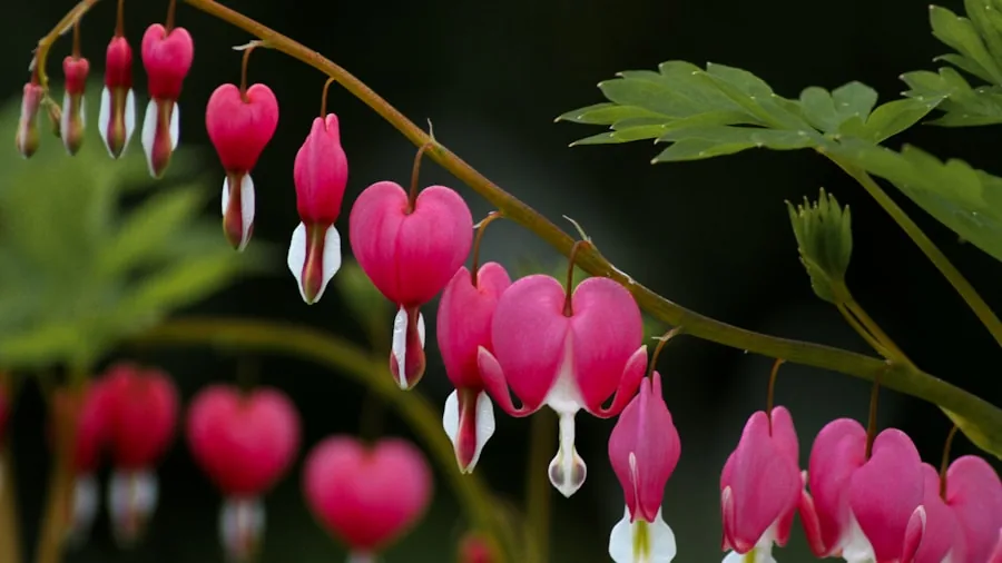bleeding heart pink spring flowers