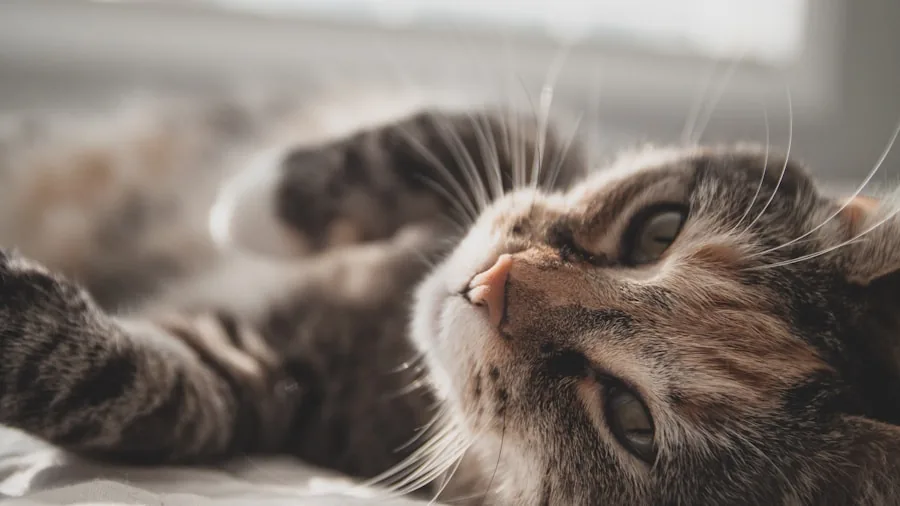 Cat Urinary Blockage Study Shows Anti-Anxiety Medication May Prevent Recurrence in Male Cats 2 blocked cat emergency vet clinic