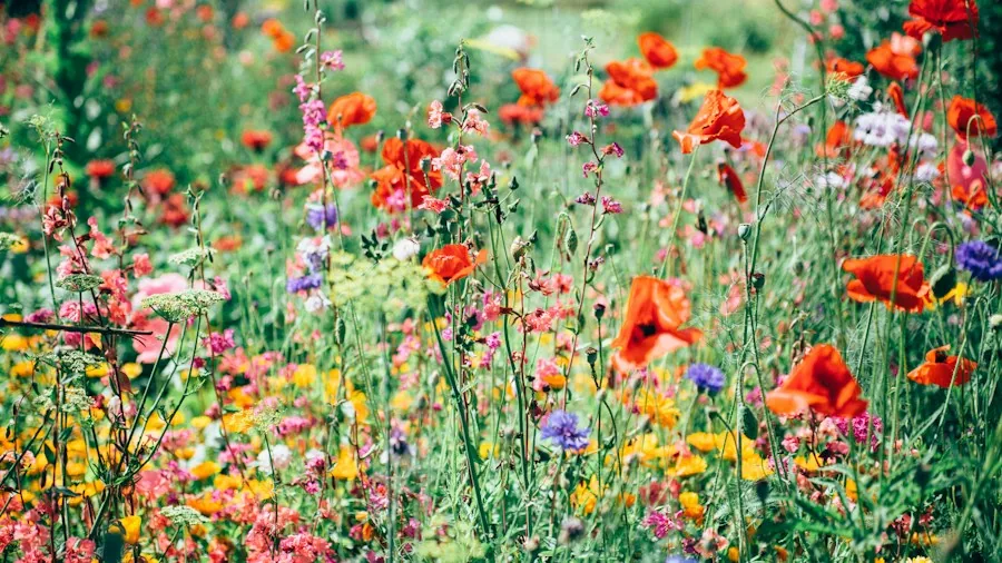 blooming perennial flowers garden