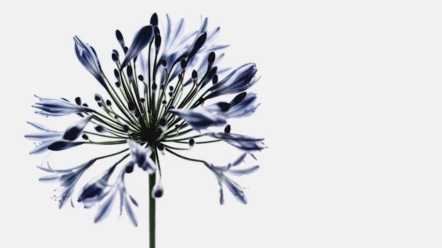 Five Heat-Tolerant Flowers That Survive Extreme Summer Conditions: What Shoppers Need to Know 2 blue agapanthus flowers in full bloom