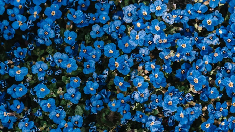 Five Self-Seeding Garden Flowers That Keep Coming Back 2 blue forget-me-not flowers shade garden