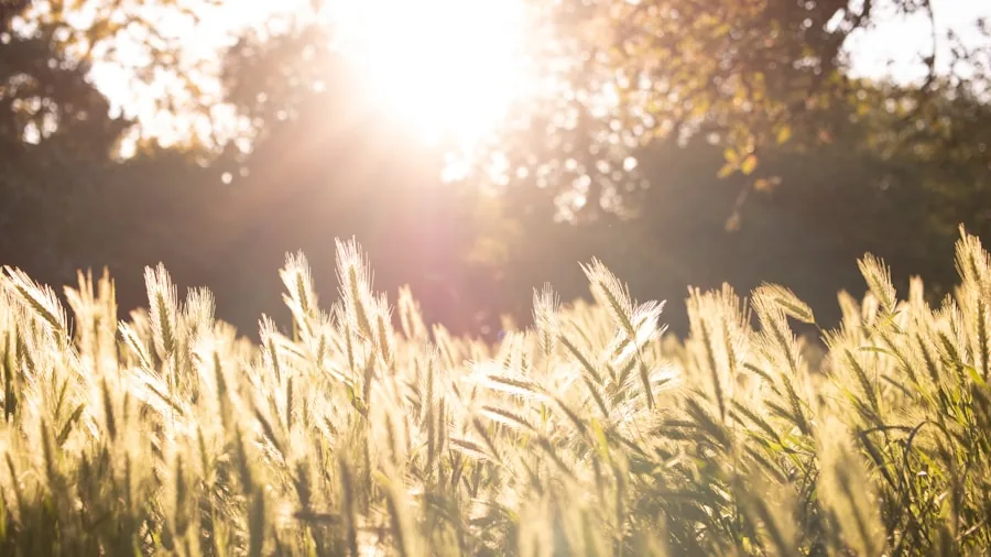 Bright sunlight streaming through car windshield onto dashboard on hot summer day