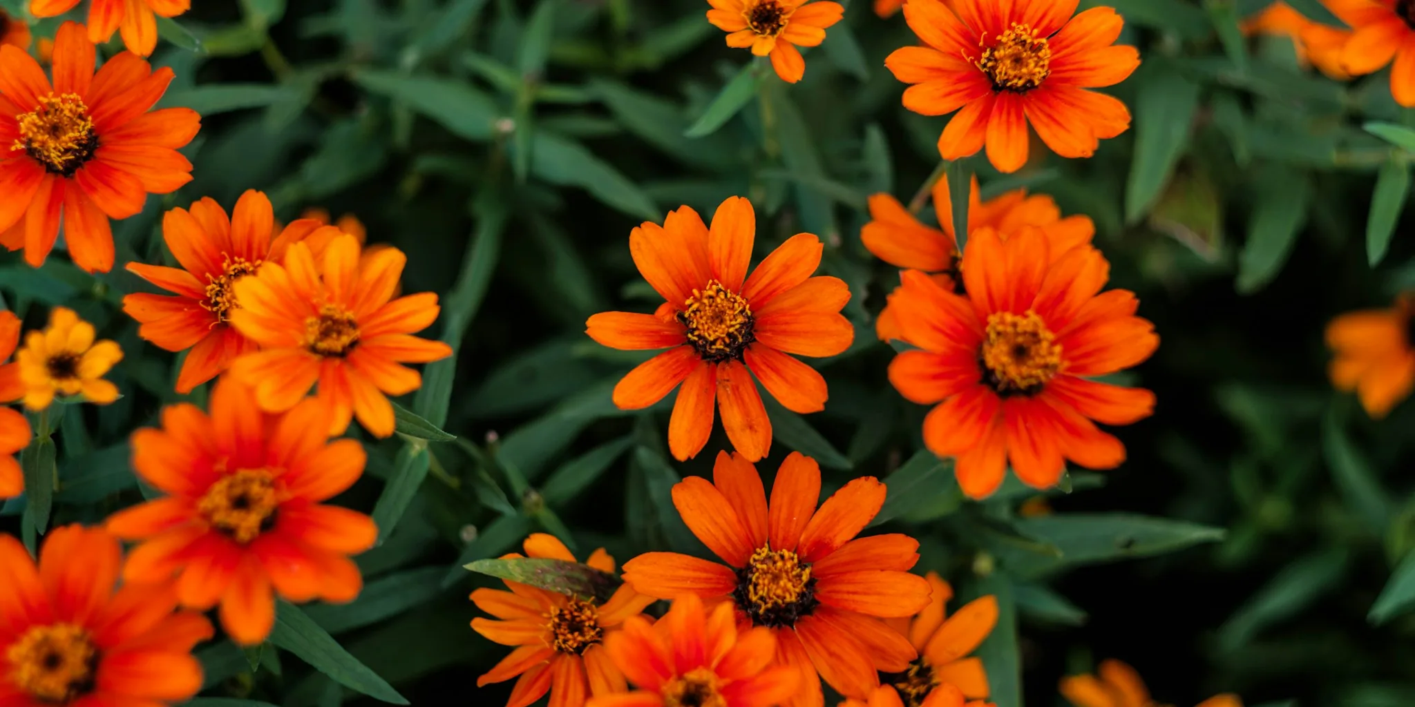 7 Tips to Grow Zinnias All Summer Long
