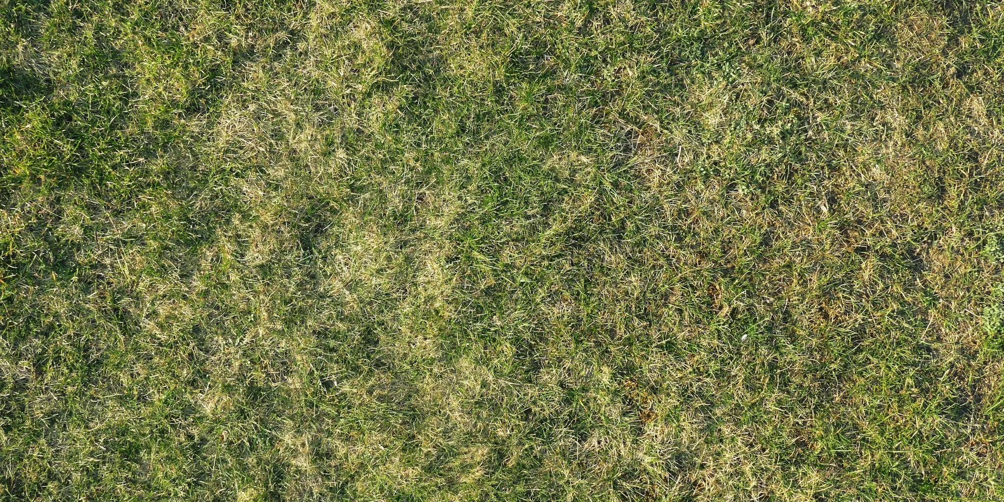 Is Your Brown Lawn Dead? 5 Recovery Signs