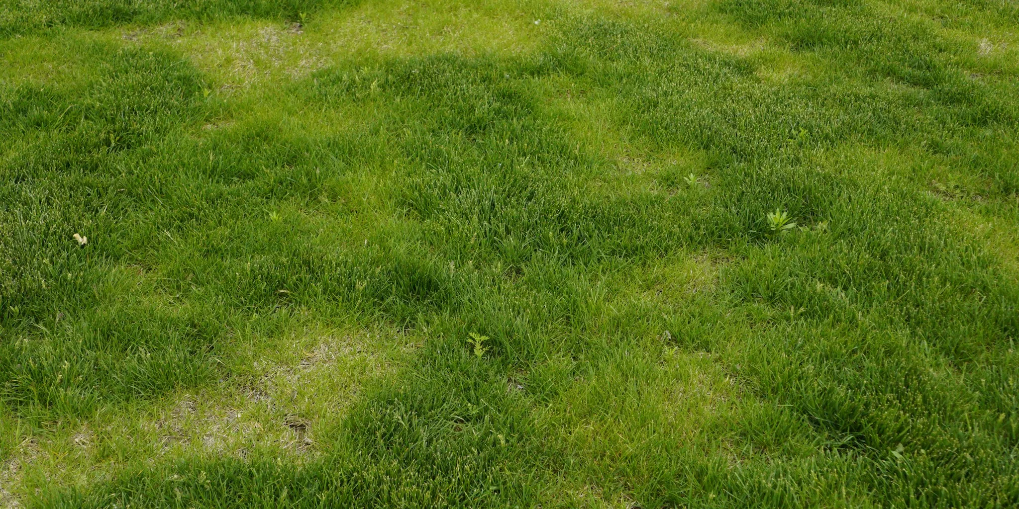 Chafer Grubs Destroying Lawns This Fall What to Do