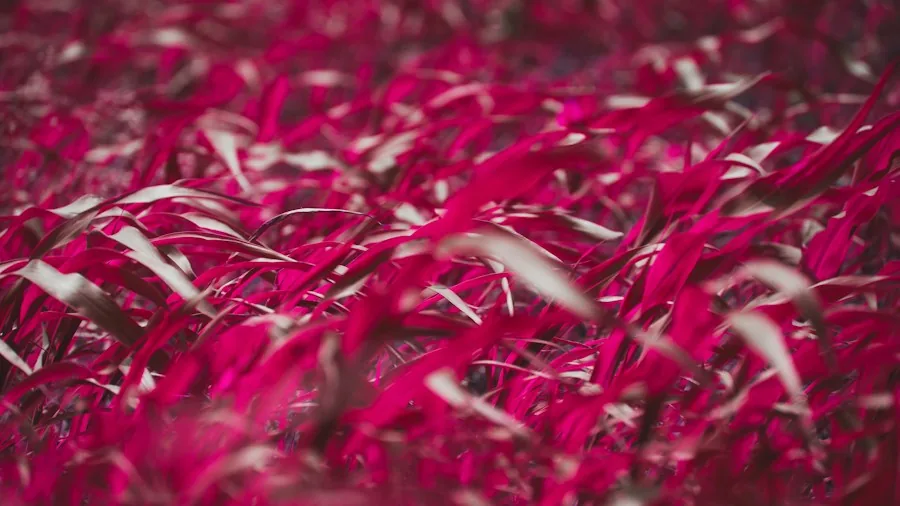Six Ornamental Grasses Transform Your Fall Plant Beds with Color and Texture 2 burgundy red grasses fall