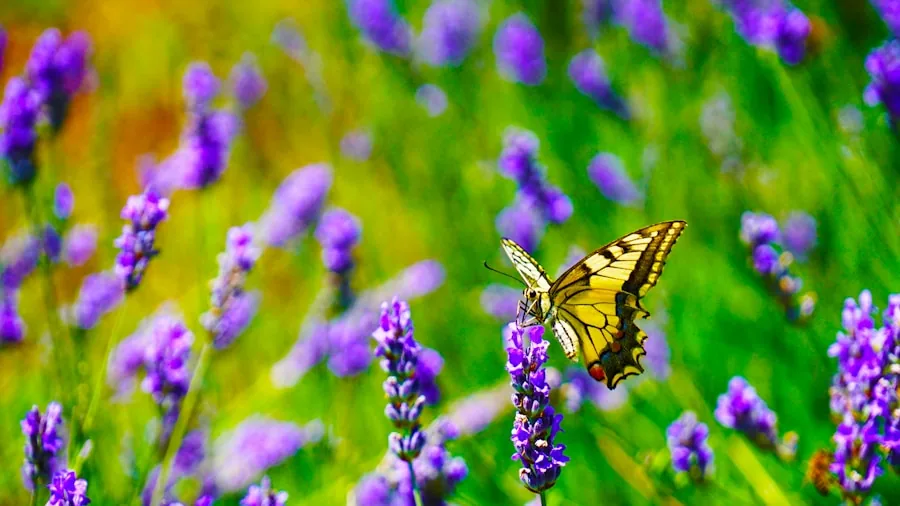 Extreme Heat Is Damaging Hydrangeas: What Plant Buyers Should Know 2 butterfly bush purple flowers garden
