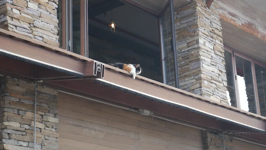 calico cat on windowsill