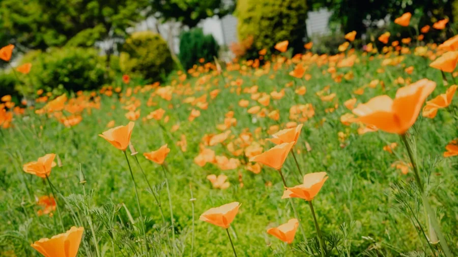 Five Self-Seeding Garden Flowers That Keep Coming Back 3 California poppy wildflower field