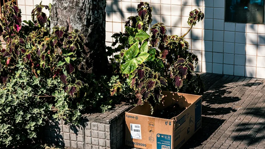 Frost Protection for Your Plant Garden: What Buyers Should Know This Fall 2 cardboard box garden protection frost