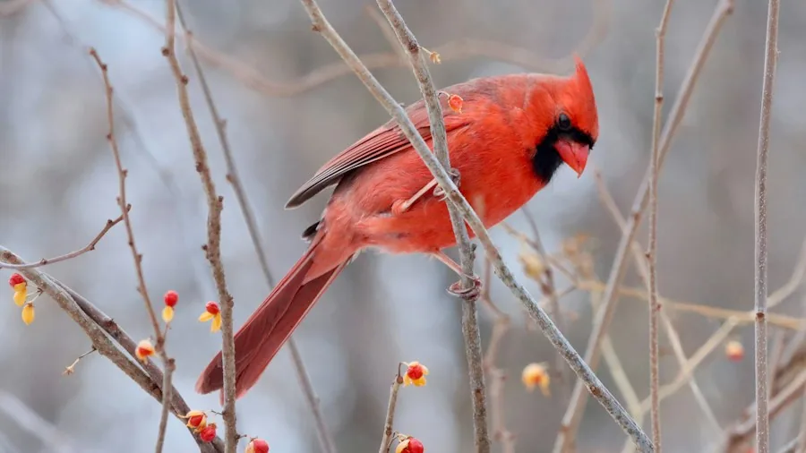 Plant Native Species to Attract Your State Bird: What Shoppers Should Know 2 cardinals dogwood shrubs