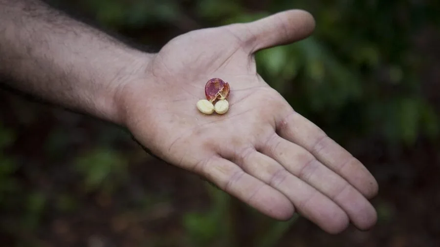 New Puerto Rican Coffee Shop Opens in Seattle What Shoppers Should Know 2 Caribbean coffee plantation mountains